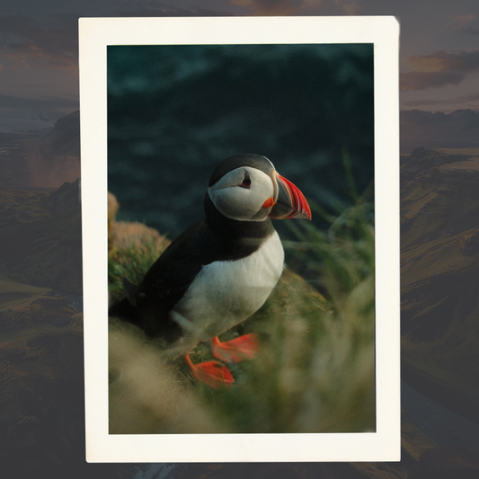 "Puffin"